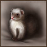 Ferret by ElleChups