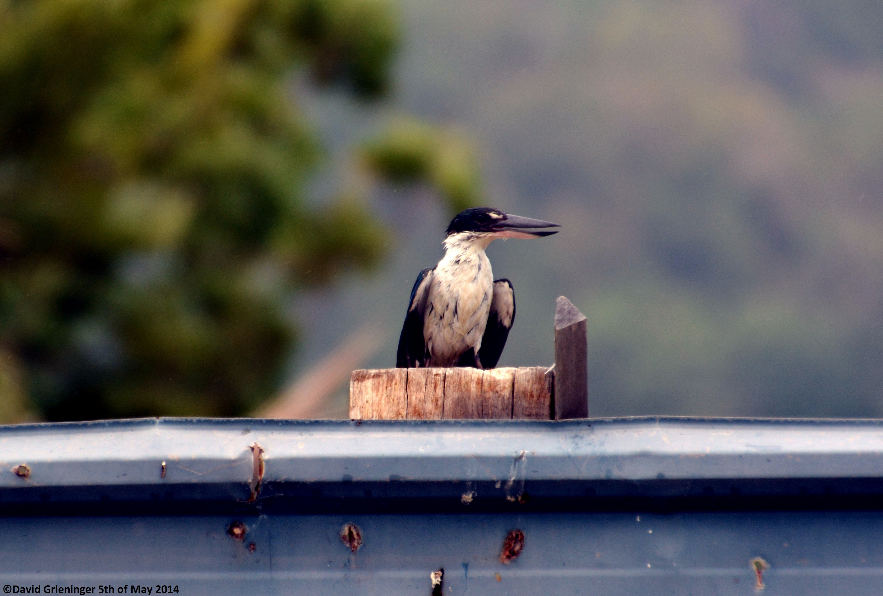 Kingfisher II