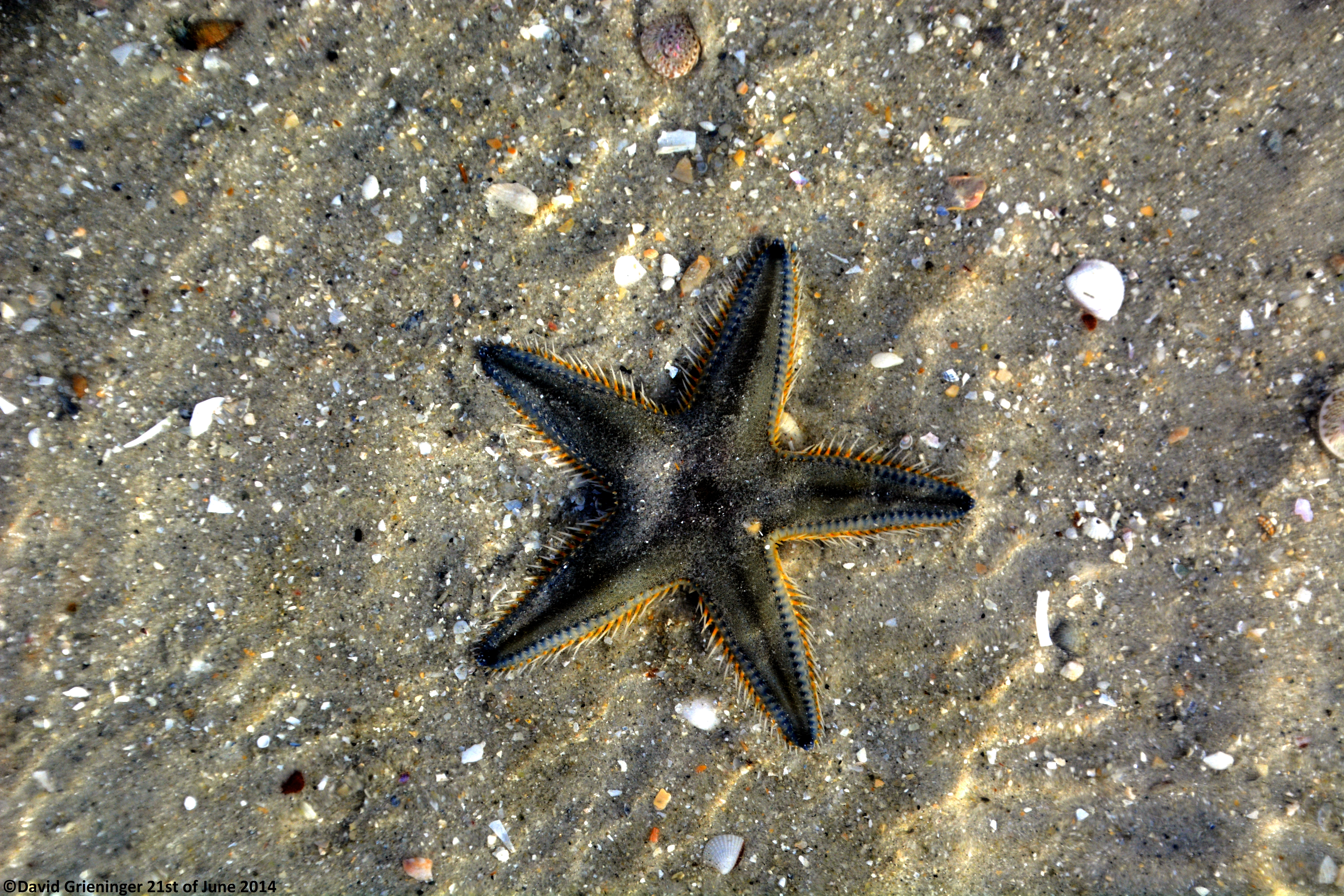 Underwater Sea Star