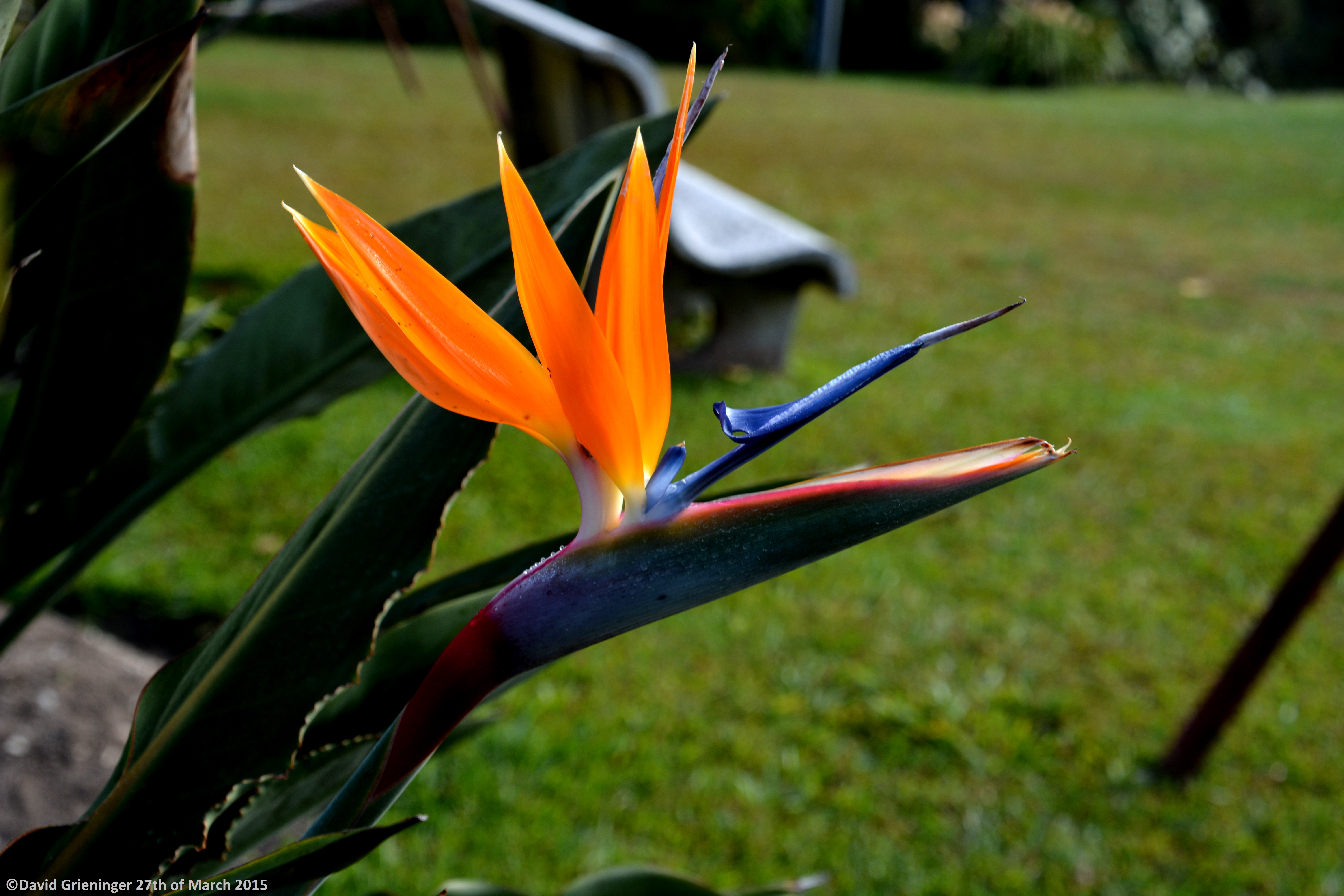 Strelitzia Reginae