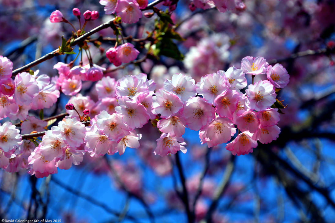 Spring awakening by DavidGrieninger on DeviantArt