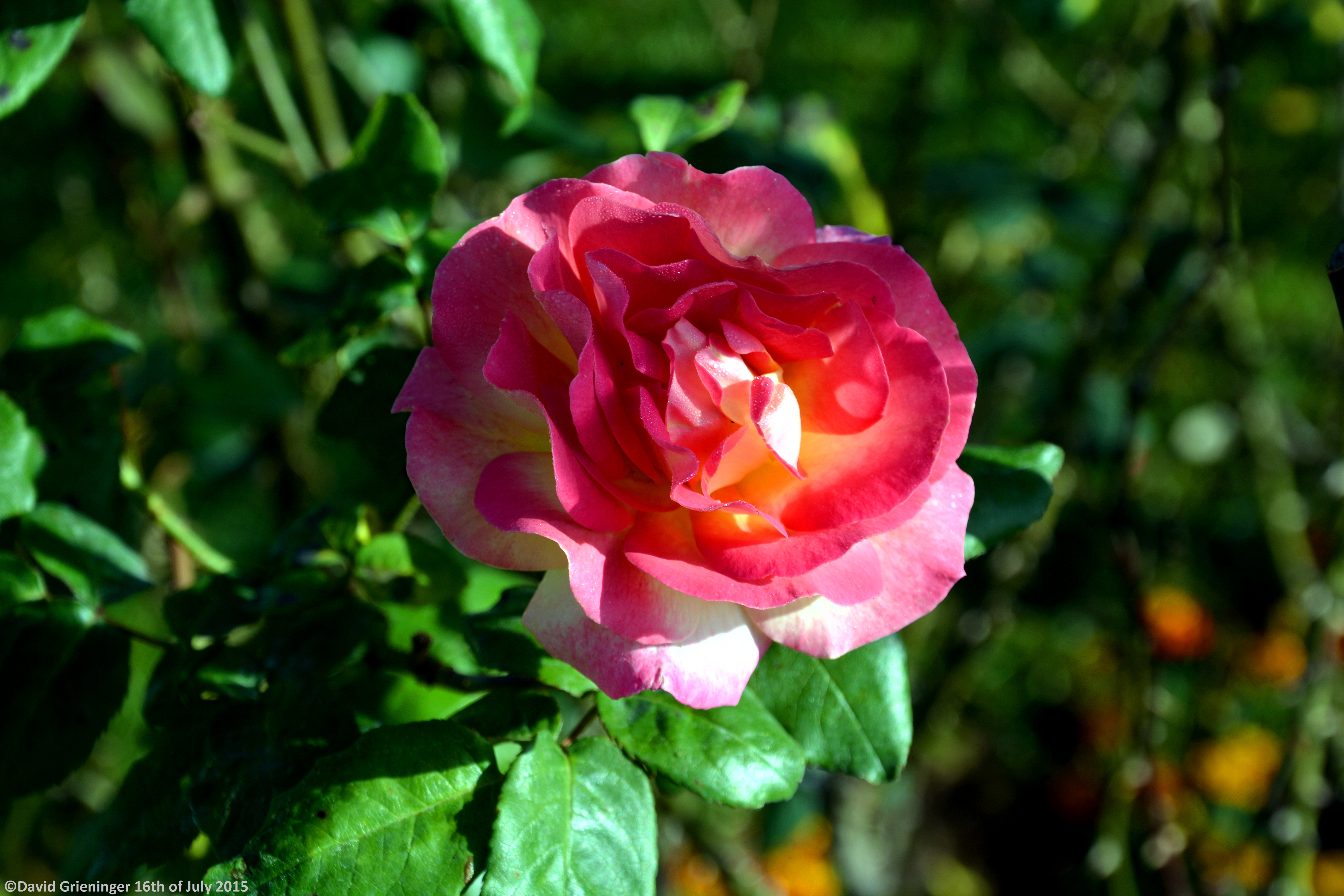 Pink Rose