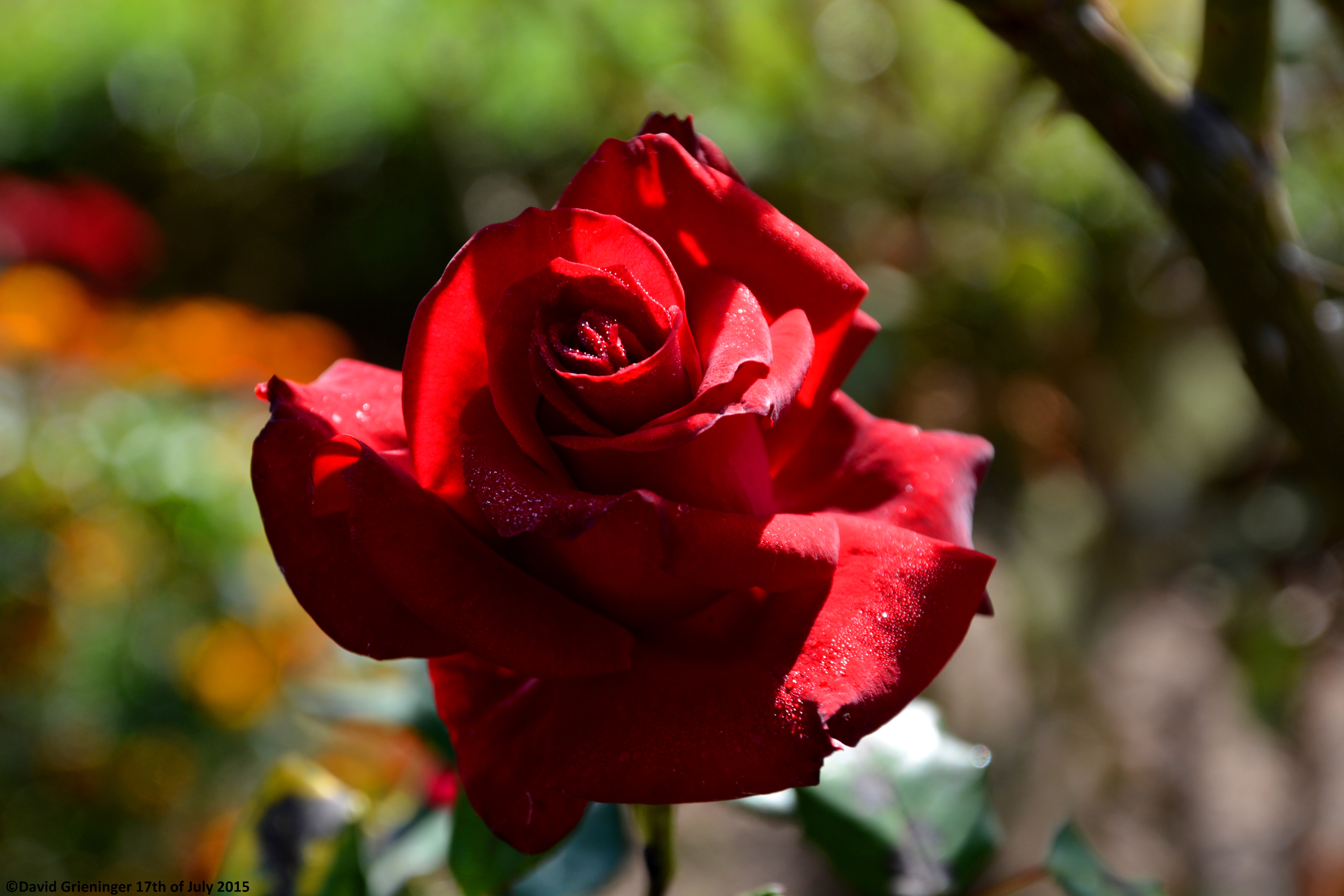 Blood Red Rose