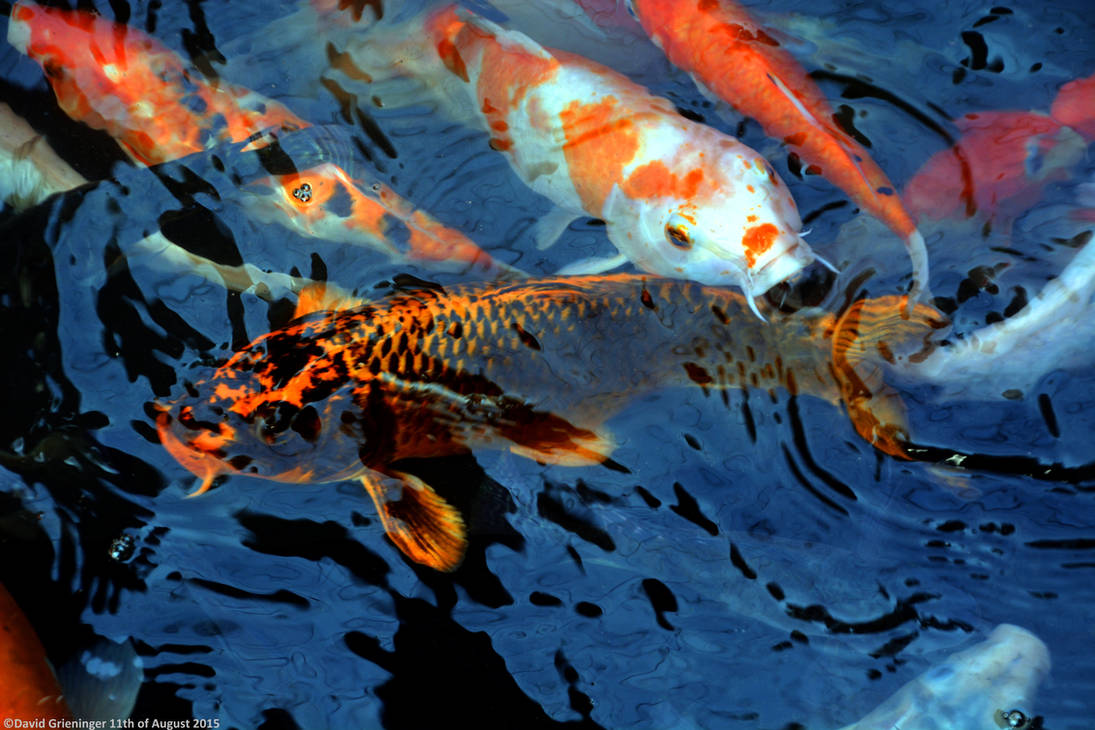 Exotic Koi by DavidGrieninger