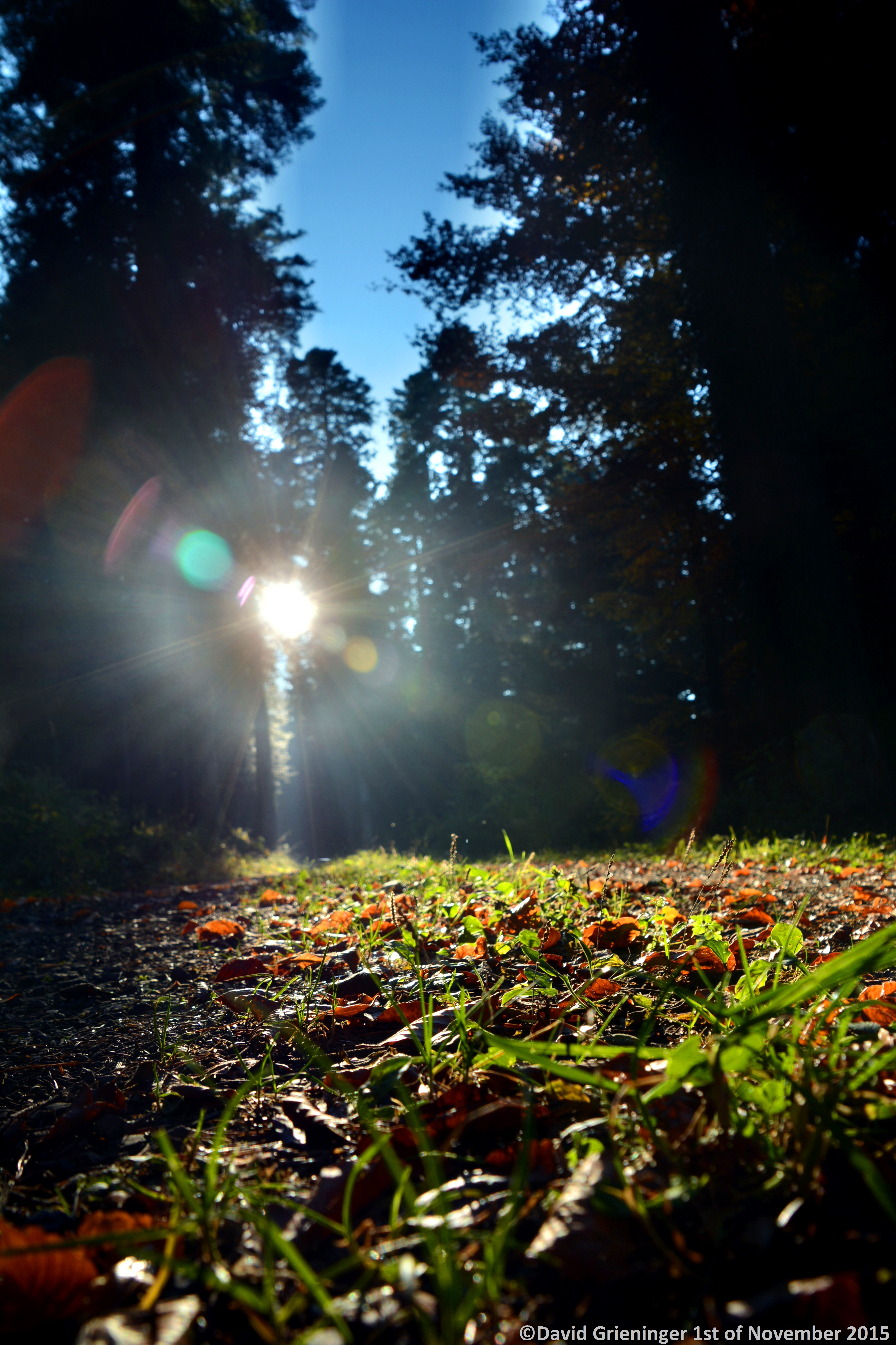 Forrest Path to Autumn