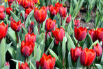 Red Tulips by DavidGrieninger