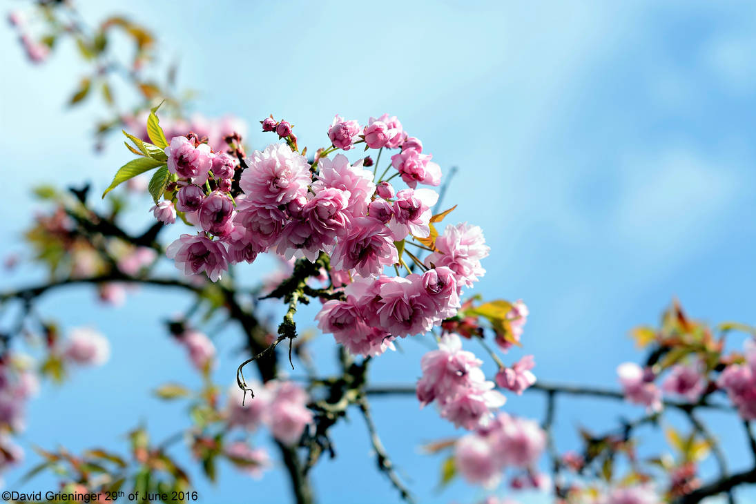 Cherry Blossom Tree by DavidGrieninger