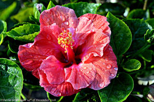 Dreamy Hibiscus Mornings by DavidGrieninger