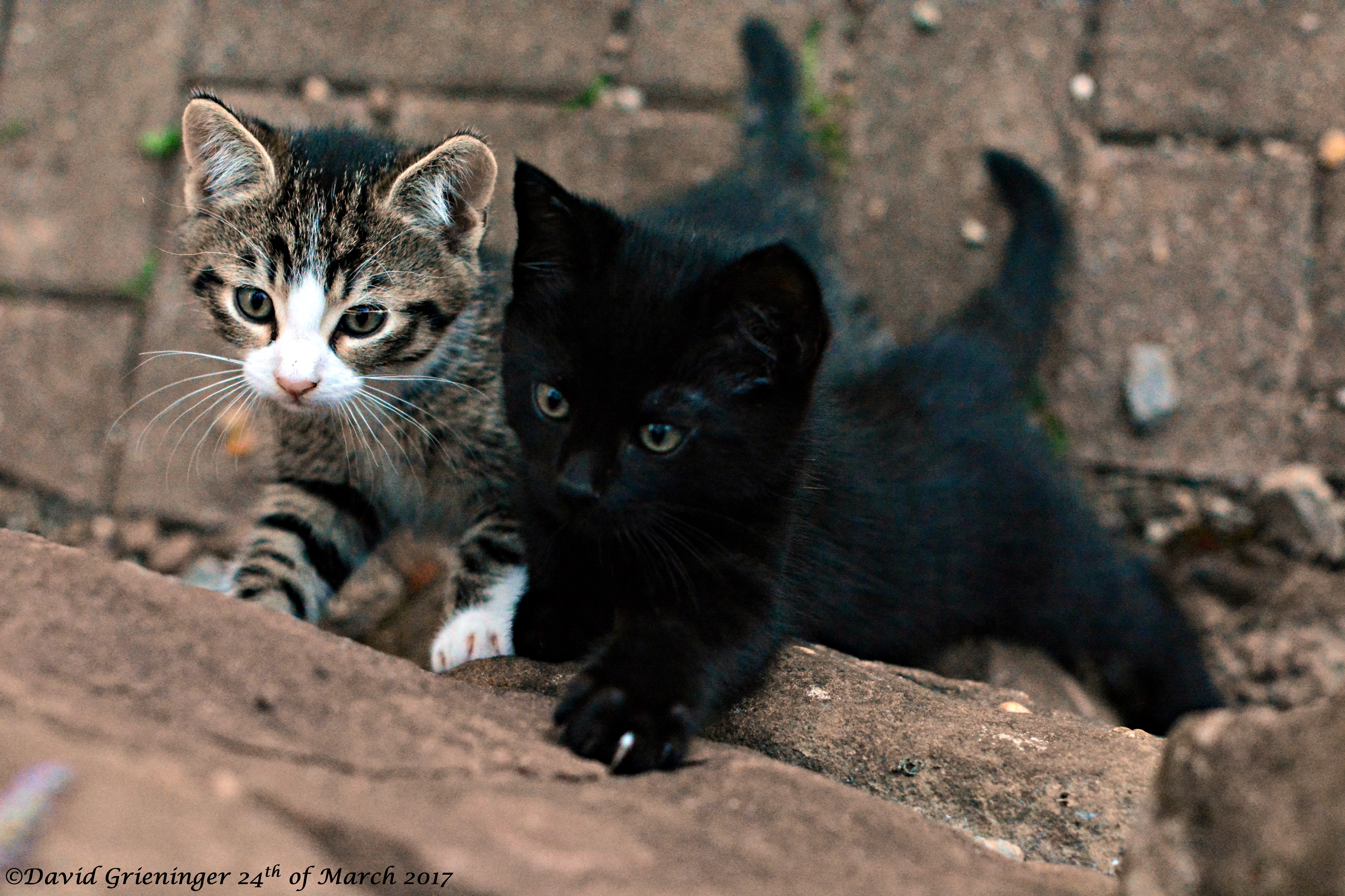 A Curious Bunch