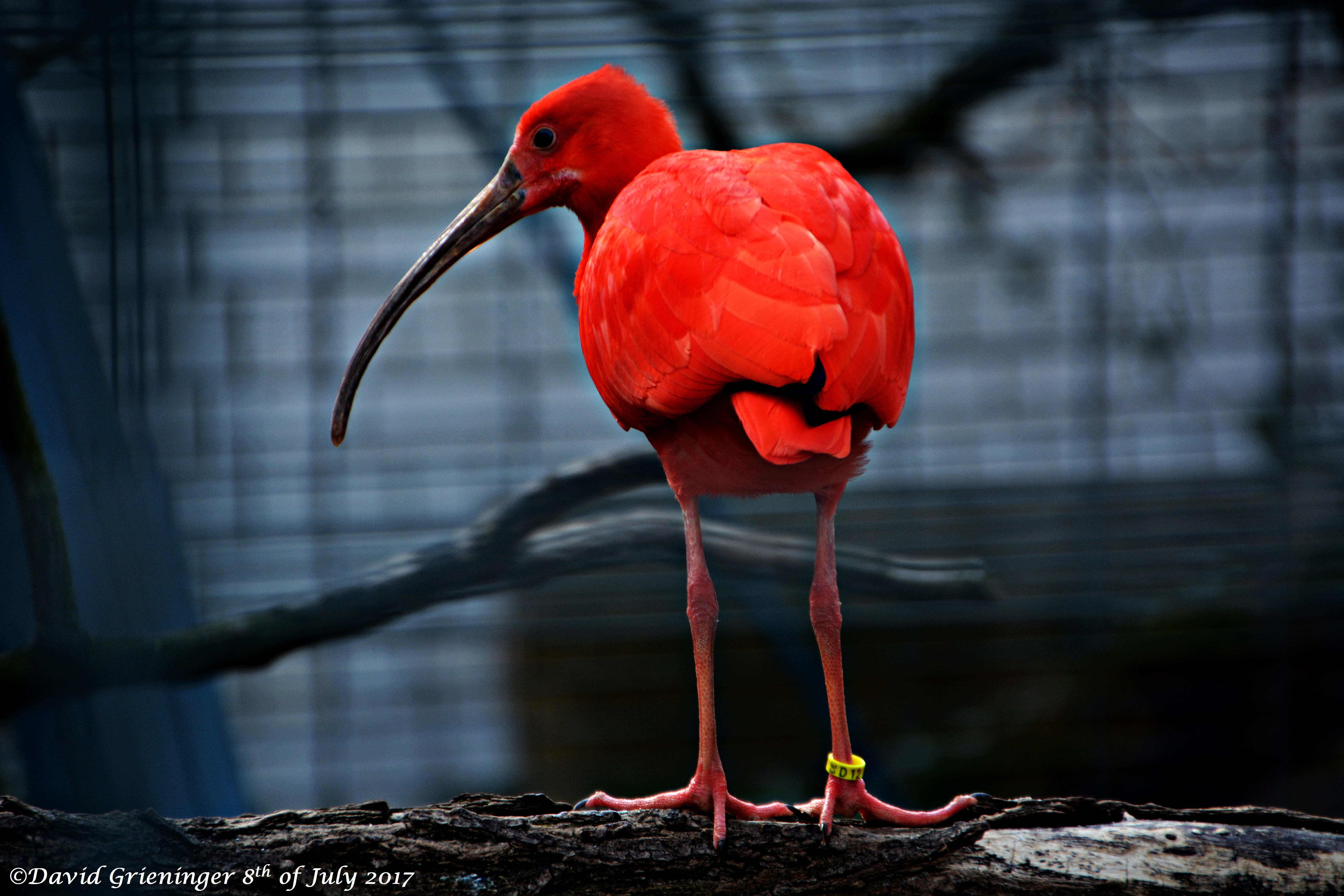 Scarlet Ibis II