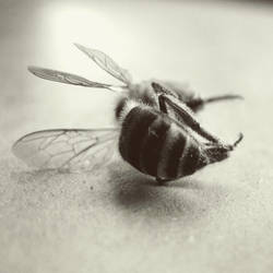 Deceased Bee