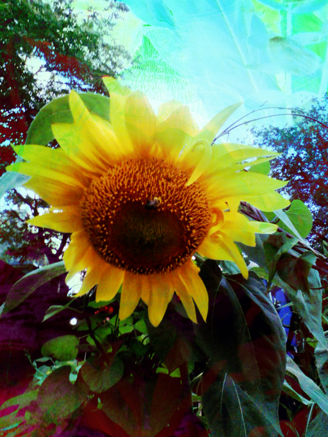 Sunflower Groove