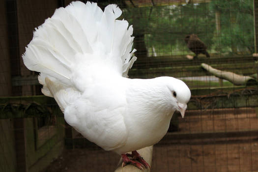 Fan Tailed Dove