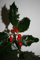 Holly and Berries