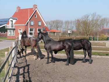 Workummer Waard 2 - Horses And Farm