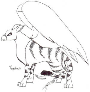 Tigerhawk