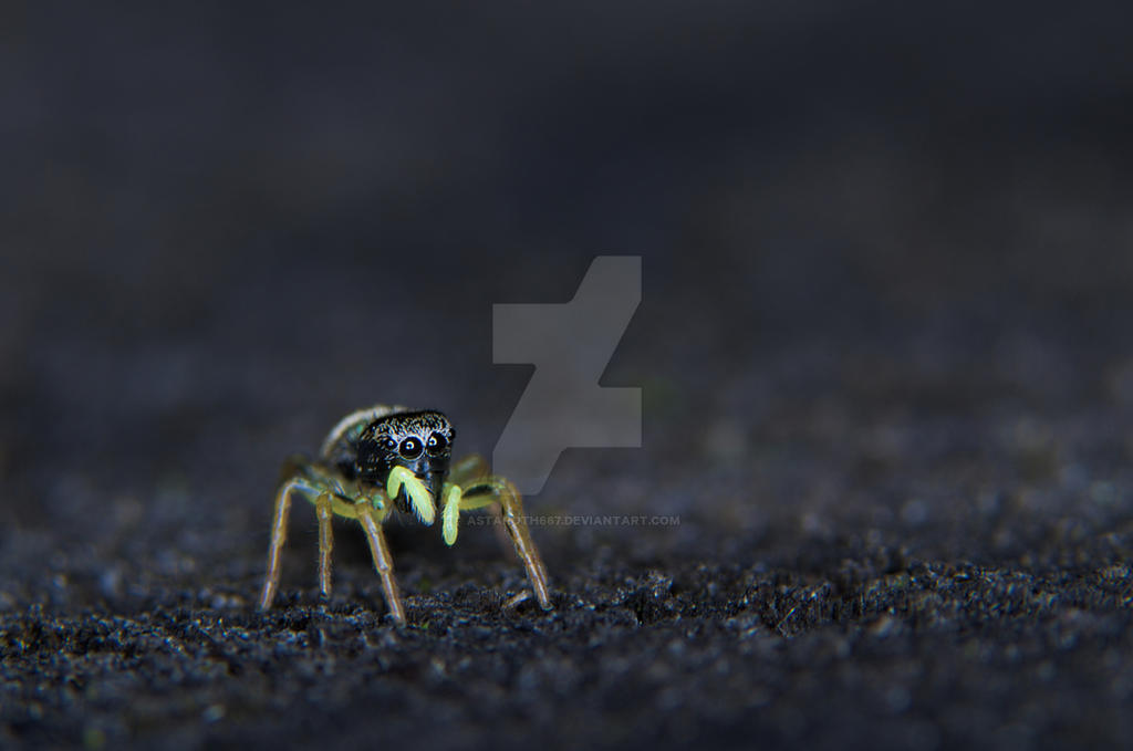 Salticidae