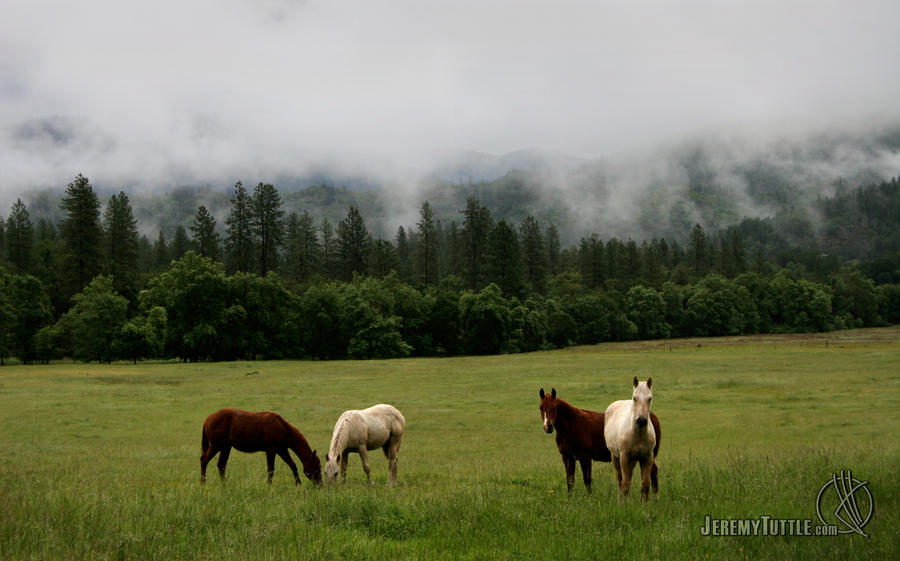 Horses