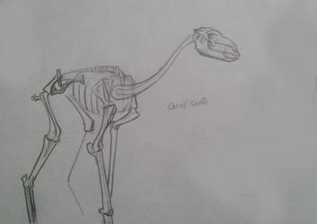 Ice Age Camel/Giraffe From Museum