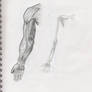 Anatomy of the human arm