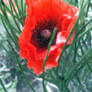 Poppy Flower