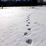 Snowy Trails 2