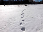 Snowy Trails 2