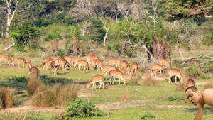 A Ceylon Rainforests of Wildlife