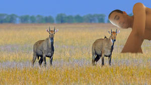 Nilgai