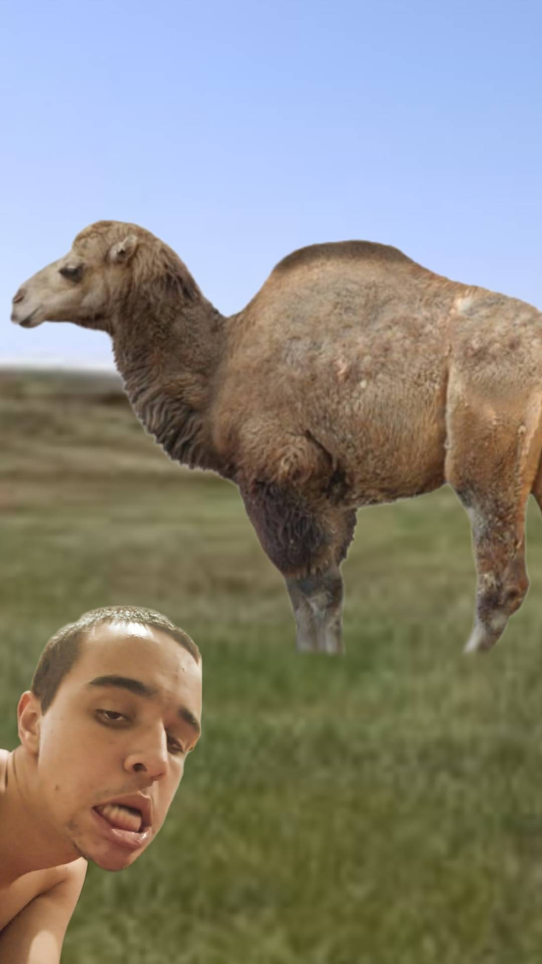 Cat Riding Camel Cat and Camel by markuspernalonga on DeviantArt