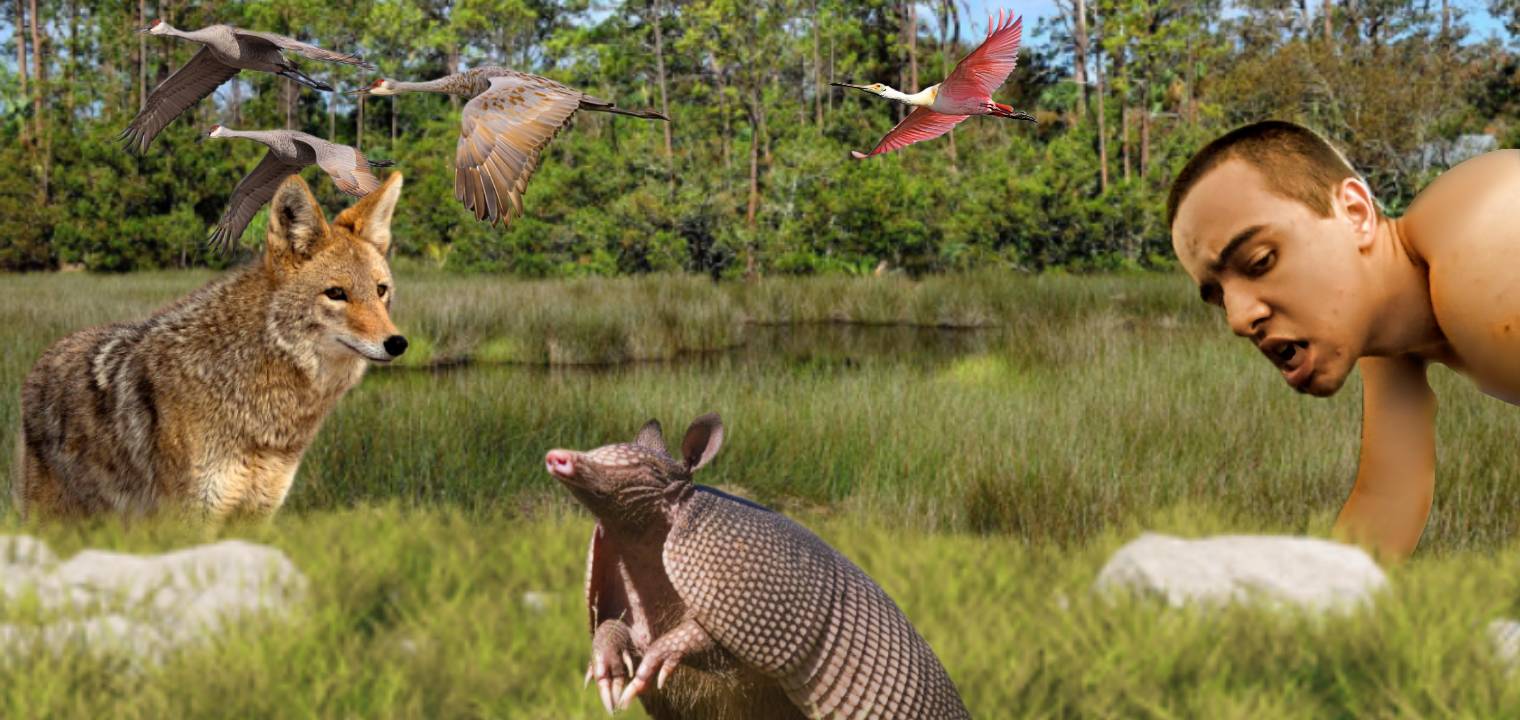 Wildlife Animals Epoch (Florida) by markuspernalonga on DeviantArt