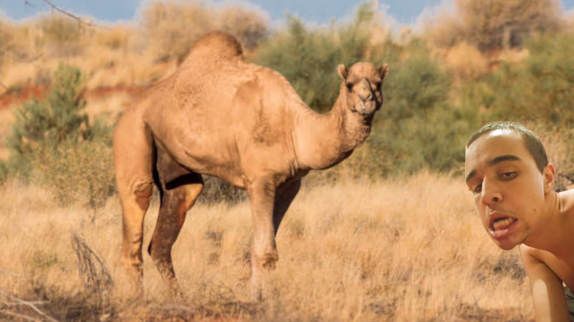 Cat Riding Camel Camel watching a Cat by markuspernalonga on DeviantArt
