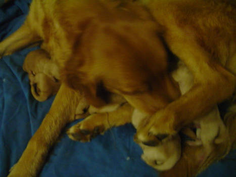 Ginger's Puppies