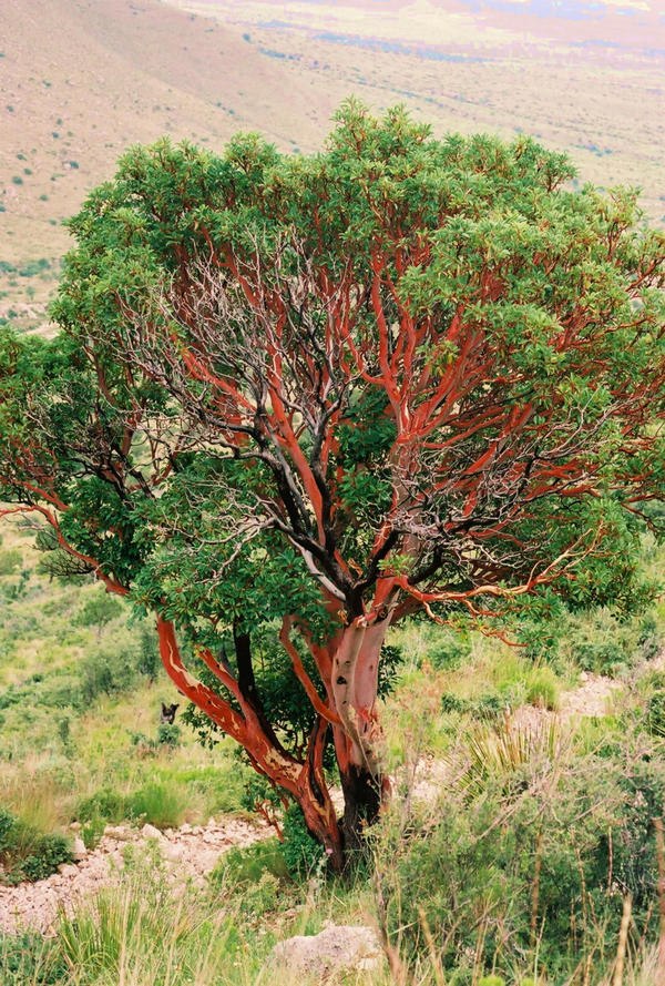 the tree murderer 2 by whiteyelefant on DeviantArt