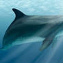Dolphin