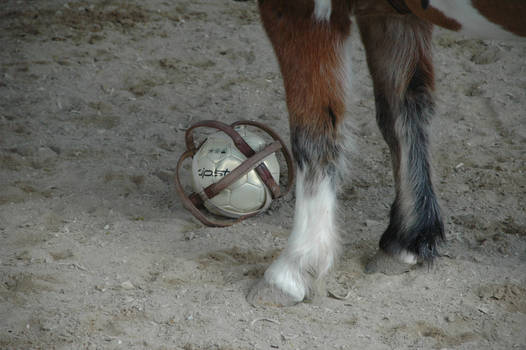 Horse-ball time!