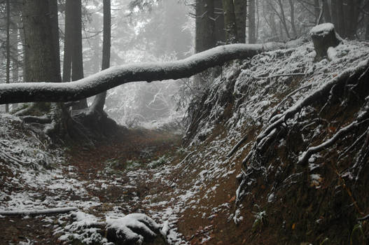 Fallen tree...