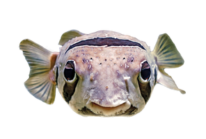 Cute Puffer Fish [PNG] Free Stock Image