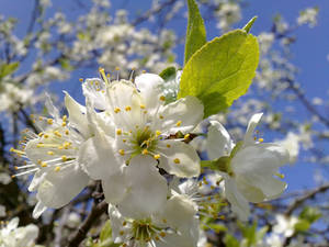 Spring Flower