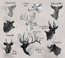 Rukaan Antlers Infographic