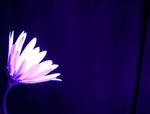 glow.. by lelisnoir