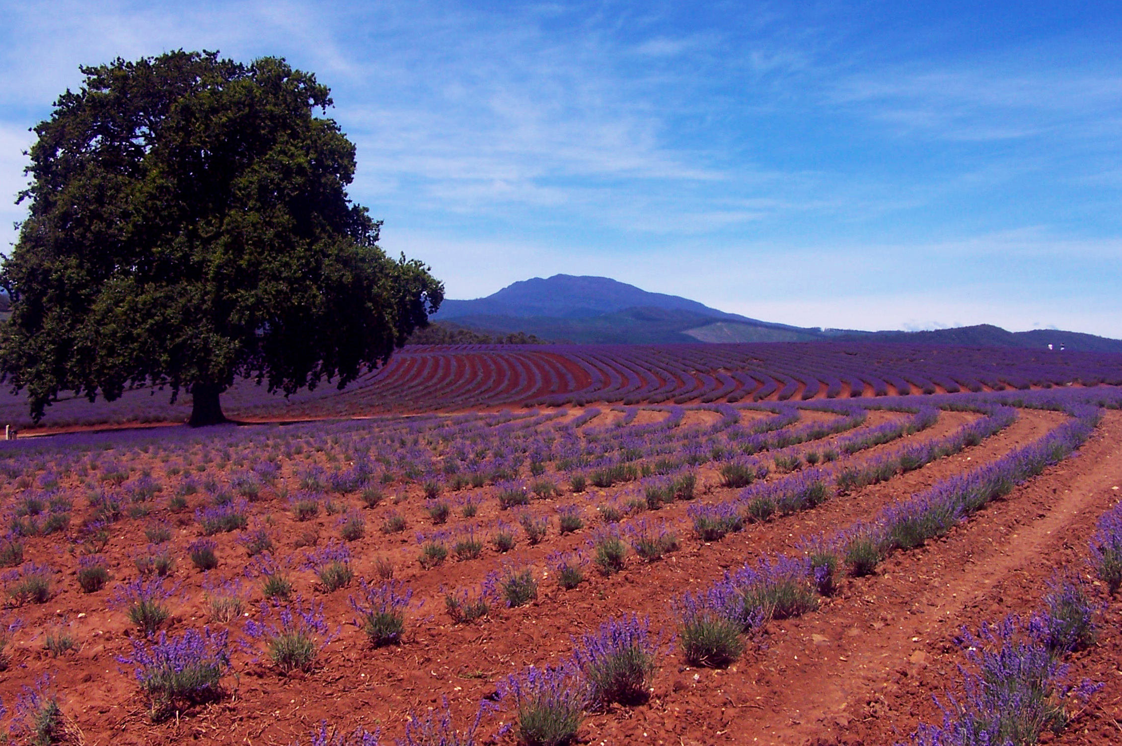 lavender fields II