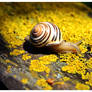traveler snail