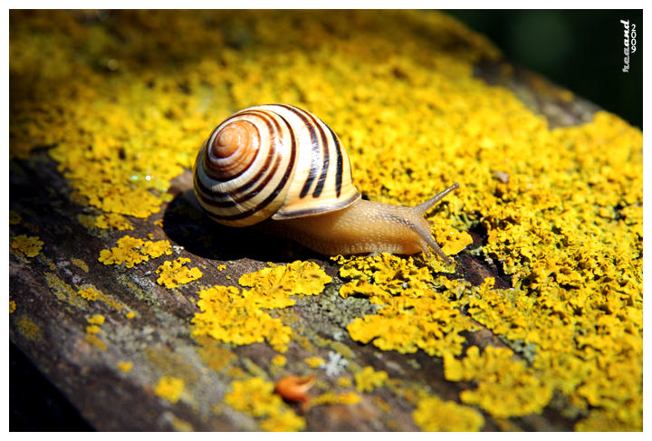 traveler snail