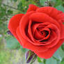 First Rose of Spring