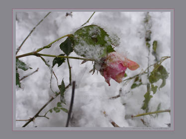 Winter Rose Print