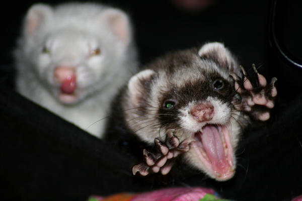 Monster ferret by LarissaAllen Monster ferret by LarissaAllen