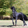 Keegan Friesian Stock 2