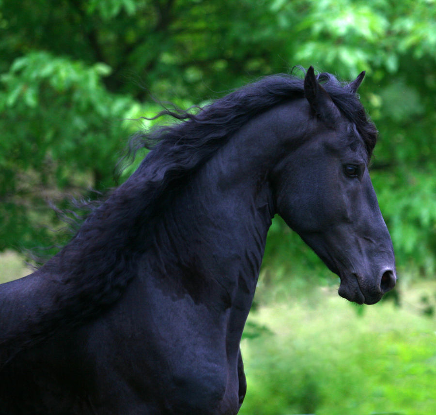 Черный конь песня. Вороная иссиня-черная. Иссиня Вороная лошадь. Черный конь. Черный жеребец.