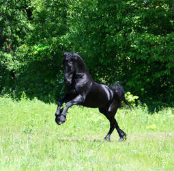 Black Stallion Stock